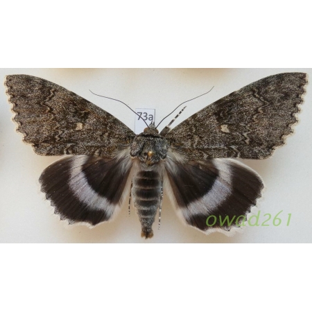 Catocala fraxini (Linnaeus, 1758) male ex. ovo Slovakia 89mm73a